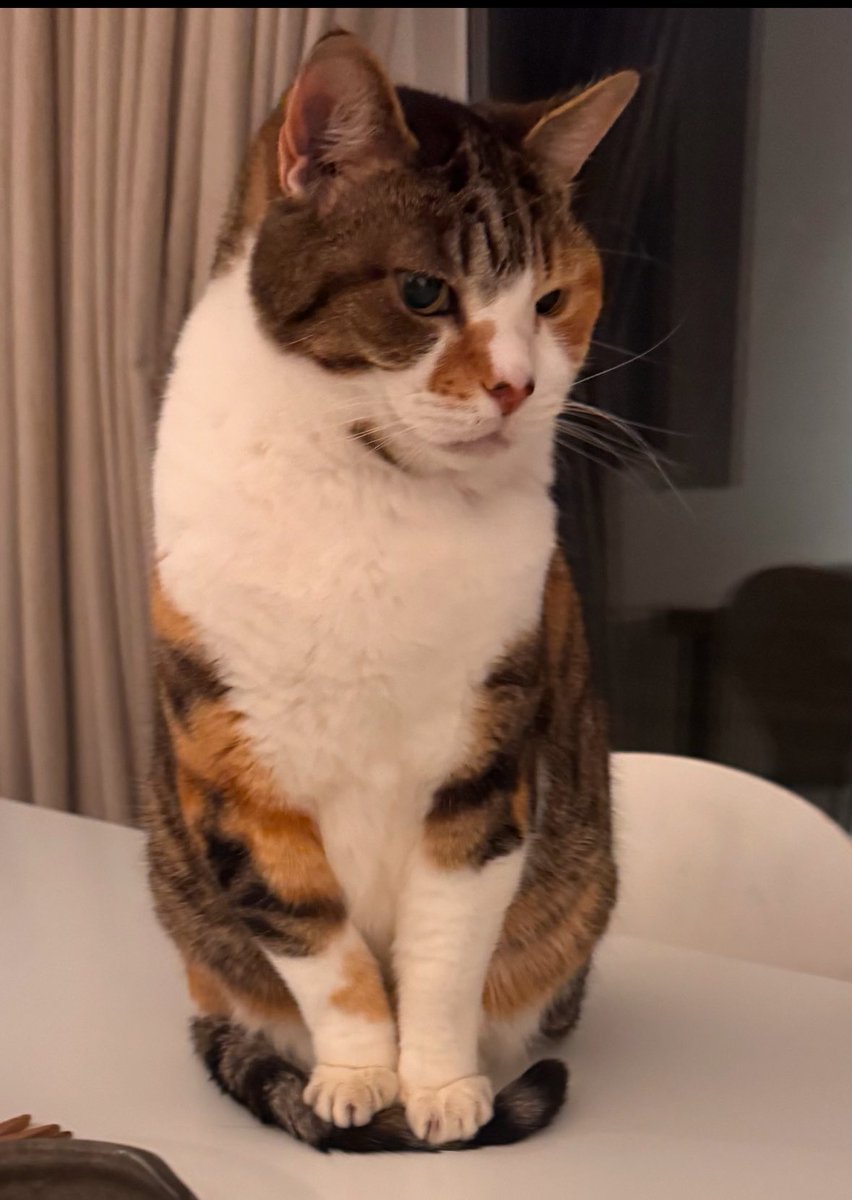 David Baddiel tweet media