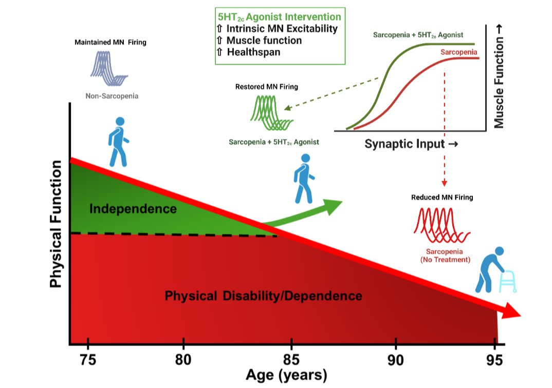 GeroScienceAGE's tweet photo. 📢New in GeroScience by Springer Nature
5-HT2C agonism as a neurotherapeutic for sarcopenia: preclinical proof of concept by Nathan R. Kerr & W. David Arnold (@DaveArnoldLab) et al.
https://t.co/luf4S9VcI7
#sarcopenia #lorcaserin #motorneuron #5ht2creceptor #Neurotherapeutics #ageing #MuscleWeakness