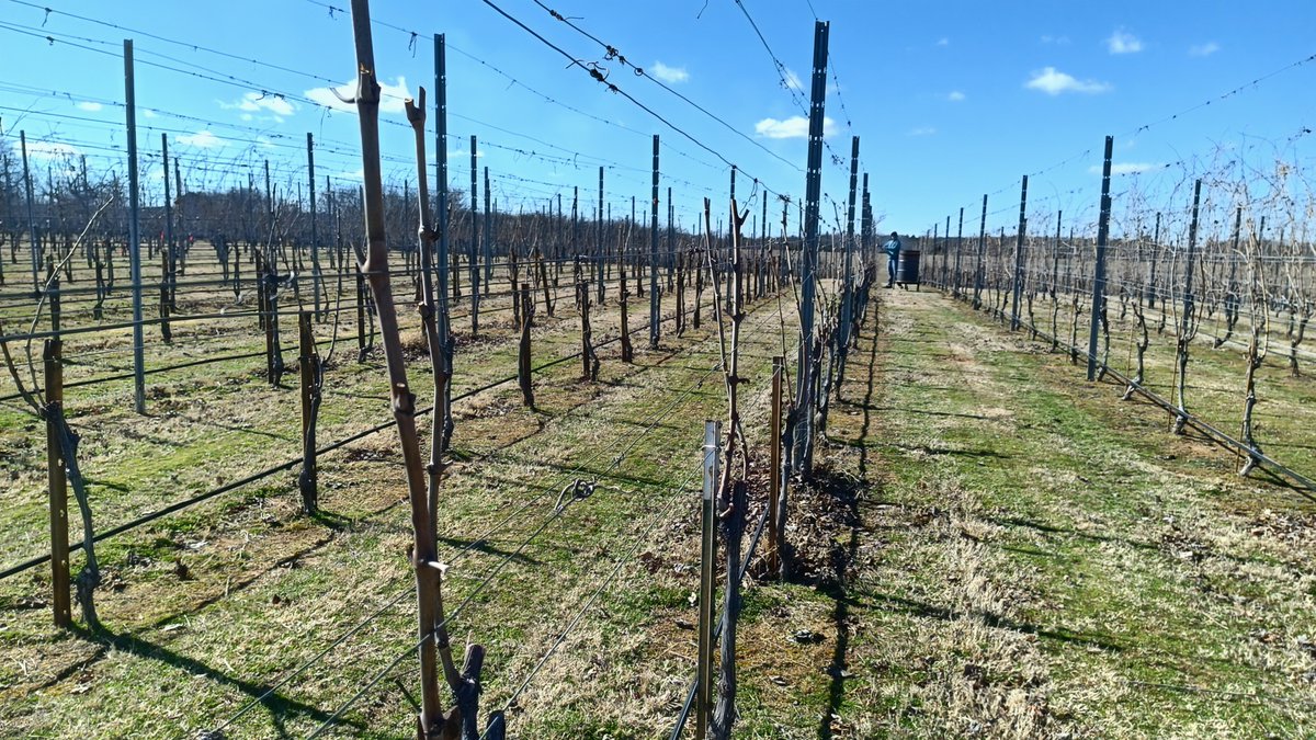 ArcheWinery's tweet photo. Pruning is well underway at Arché! The 2025 vintage starts right now in the vineyard #northtexaswinecountry #vineyard #archewinery #texaswine #dfw https://t.co/tbEMSWXC1P