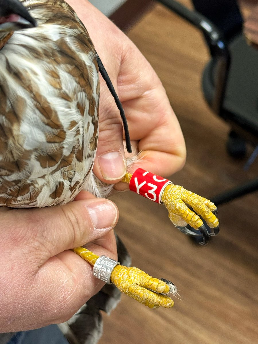 SeabirdStation's tweet photo. Exciting news! 🗞️ We teamed up with @hawk_mountain to track rehabilitated broad-winged hawks in Florida! 🦅 This study helps us learn about their winter survival and movements in South Florida. We’re thrilled to follow Biscayne’s journey and support conservation! 💚 https://t.co/cKr0IiAHhu