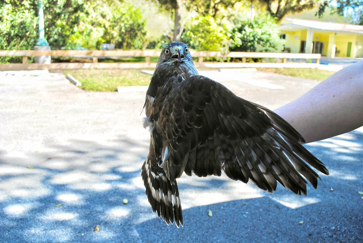 SeabirdStation's tweet photo. Exciting news! 🗞️ We teamed up with @hawk_mountain to track rehabilitated broad-winged hawks in Florida! 🦅 This study helps us learn about their winter survival and movements in South Florida. We’re thrilled to follow Biscayne’s journey and support conservation! 💚 https://t.co/cKr0IiAHhu