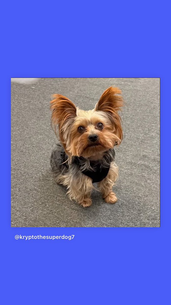 Moniquepal's tweet photo. Please vote for Krypto. It’s free to vote !!!! https://t.co/2IhZFiKnb3