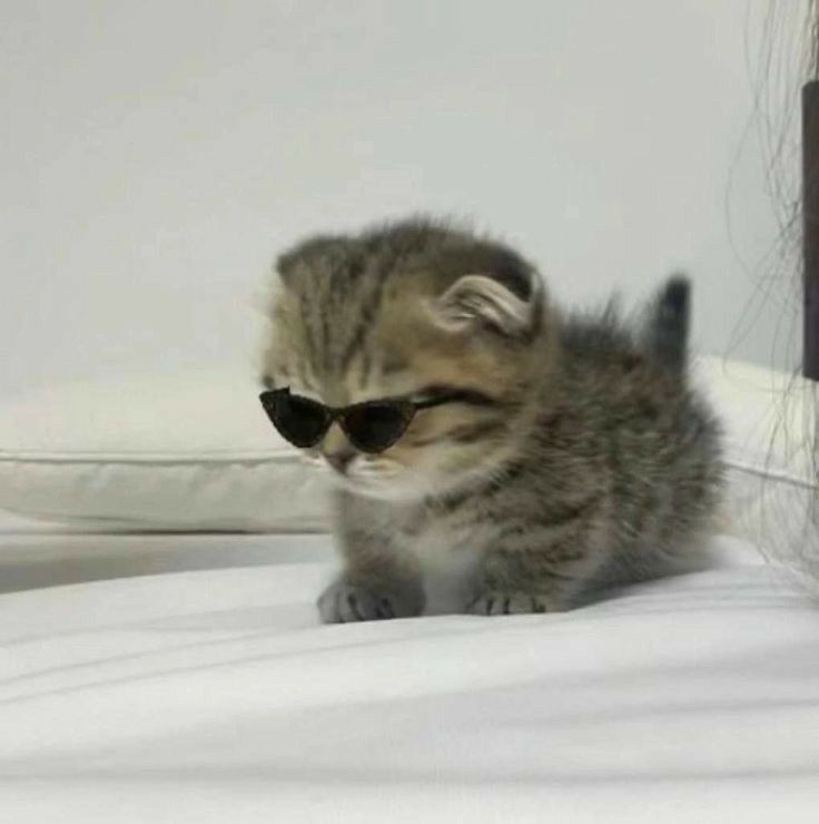 Smol and cool