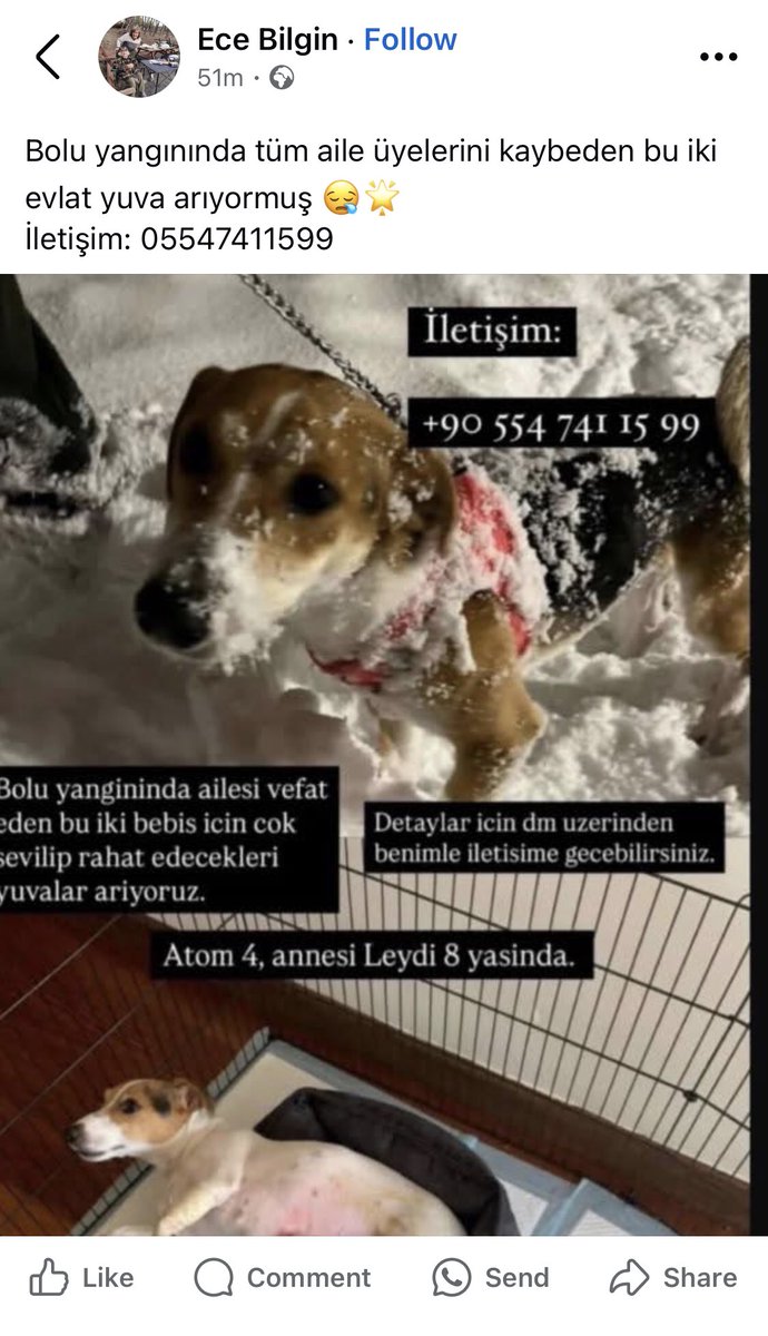 elcinarabaci's tweet photo. Bolu yangınında tüm aile üyelerini kaybeden bu iki evlat yuva arıyormuş. İletişim no aşağıda ⬇️ https://t.co/g2TsWkDvnn