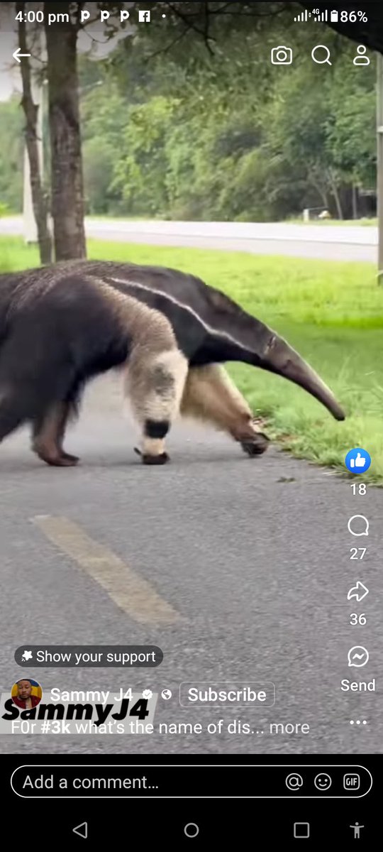 Please help me with the name of this animal #GOT7_PYTHON @