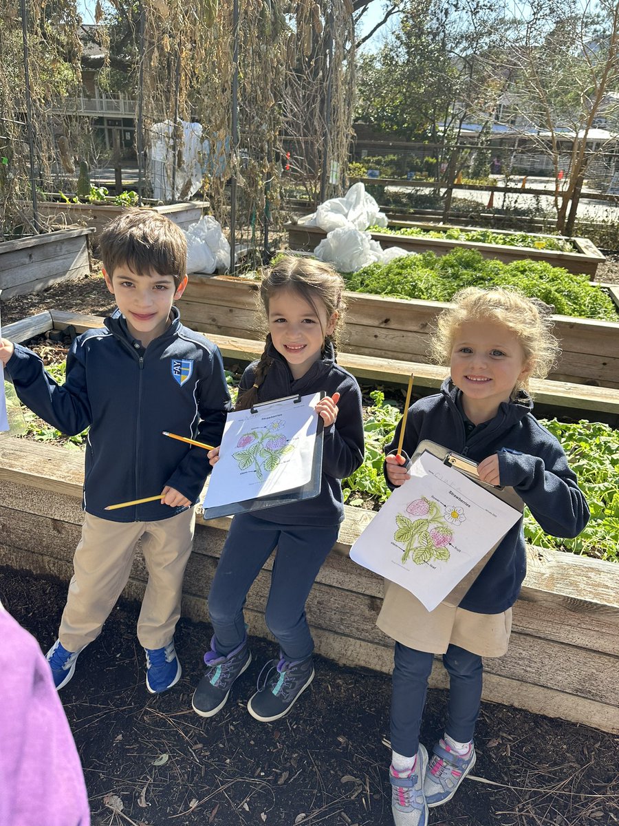 readygrowgarden's tweet photo. We love sunshine, gardening and science at school! 🌞🥕💚 @TheFaySchool #Houston #schoolgarden #gardenday #scienceoutside #healthykids https://t.co/JIM1gz4EPw