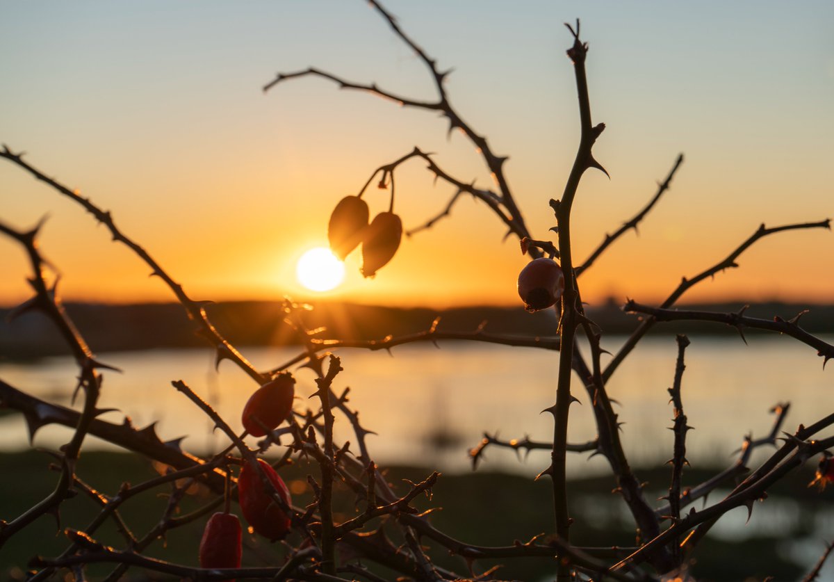 DorteHedengran's tweet photo. A beautiful day at the lagoon☀️
#Denmark #SonyAlpha #NaturePhotography #January23th #ThursdayVibes #ThursdayMood #Thursday
📸Dorte Hedengran https://t.co/acDZdkOxRC