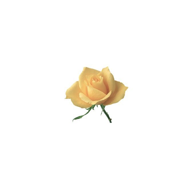 aura_cinnamon's tweet photo. ‧₊˚ 𓂃౨ৎ   1000 días con Oyster❕

#yumetwt #yumeship https://t.co/o6E6WHC2aa