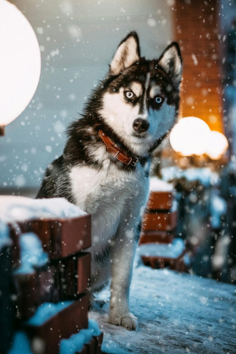 Pawstreetmall's tweet image. ❄️🐾 Winter Paws, Warm Hearts 🐾❄️

This husky is soaking in the snow vibes! 🐕❄️ Make sure your pup is ready for winter with cozy and stylish must-haves from Paw Street Mall.

Shop now 👉 pawstreetmall.com

#PawStreetMall #HuskyVibes #WinterDogs #DogLife