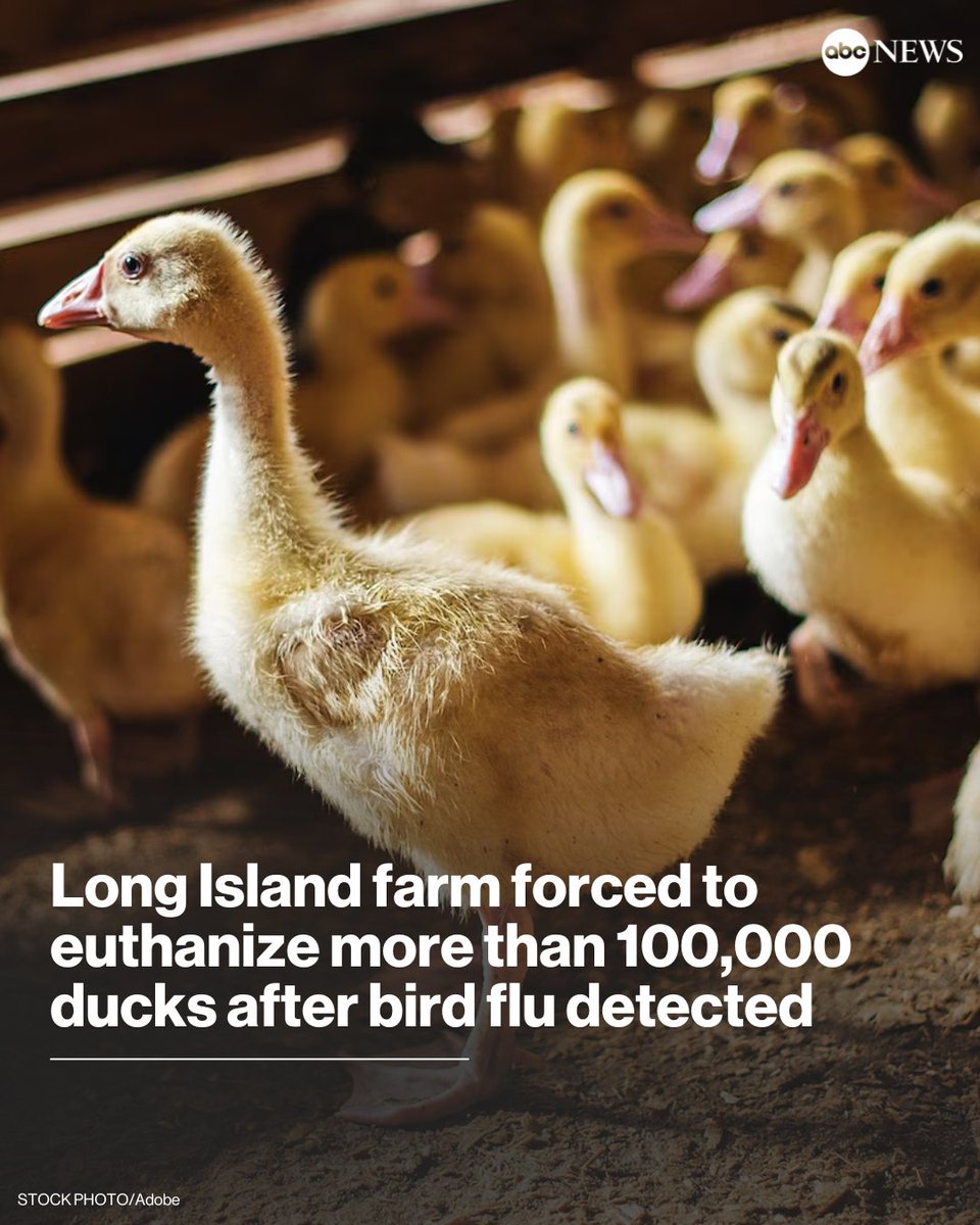 A commercial poultry farm on Long Island, New York, is being forced to kill thousands of ducks after health officials detected cases of bird flu.

Read more: abcnews.link/PdCdxXP