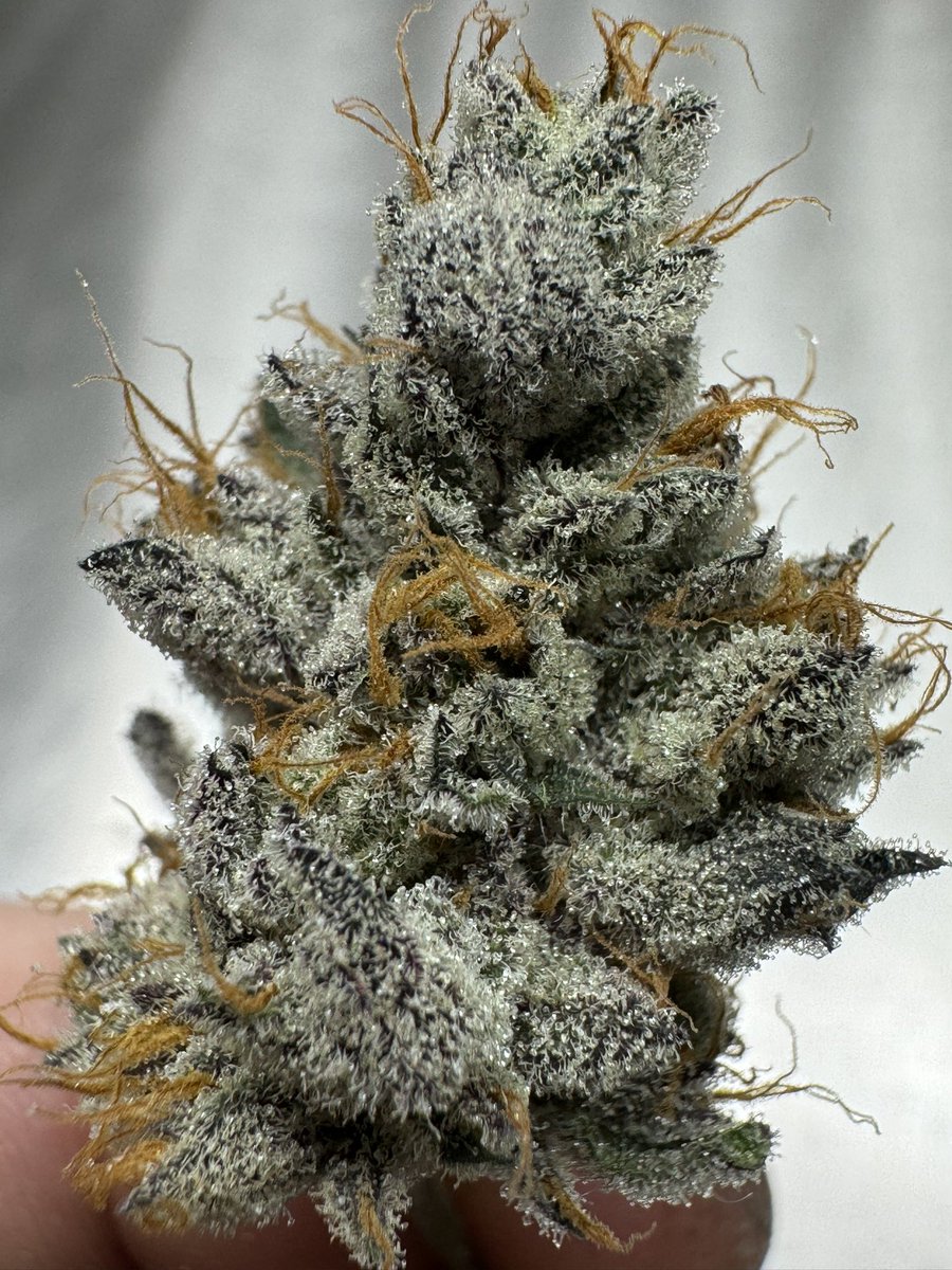 Grandiflora510's tweet photo. Some frosty buds for lunch https://t.co/dNpAdG1I8J