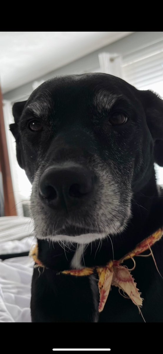 CountOn7's tweet image. Rest in puppy heaven sweet girl 🤍