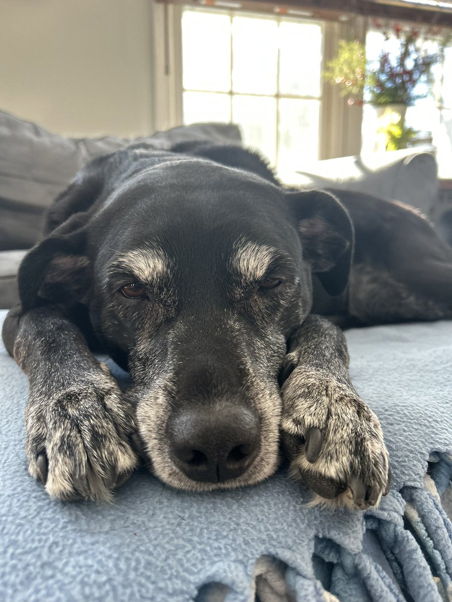 CountOn7's tweet image. Rest in puppy heaven sweet girl 🤍