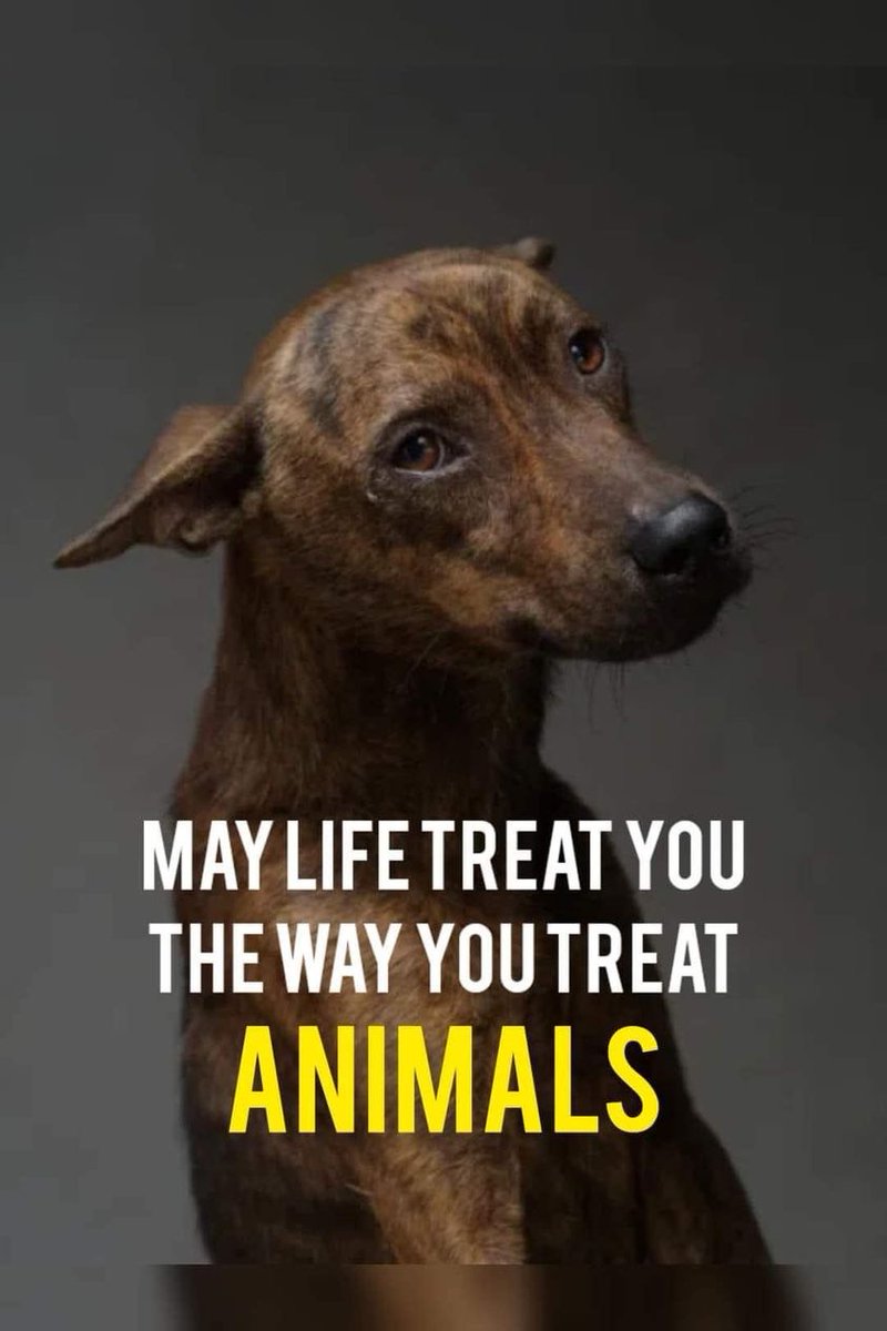 rodmantay's tweet photo. @AdoptionsUk https://t.co/tL7DHiuk1i