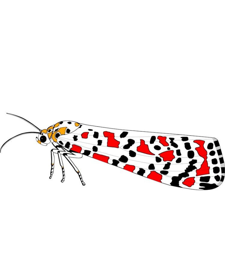 moffstuff's tweet image. FREE postage on all MoffStuff! Orders, including the new Crimson Speckled design that’s available now!
#teammoth