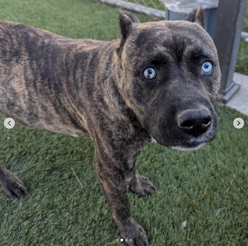 mapleveewesem's tweet photo. 💔🆘💔Look at this fabulous boy with the brindle coat and ice blue eyes!🥰 GOTH is 2 yo, 51 lb and has been at Downey #California ACC since Dec 3😢 Very chill, does very well with other calm, large dogs, easy to walk, knows sit & shake. #ADOPT TODAY🙏
info⬇️ #A5667230 https://t.co/X7jf1CHjML