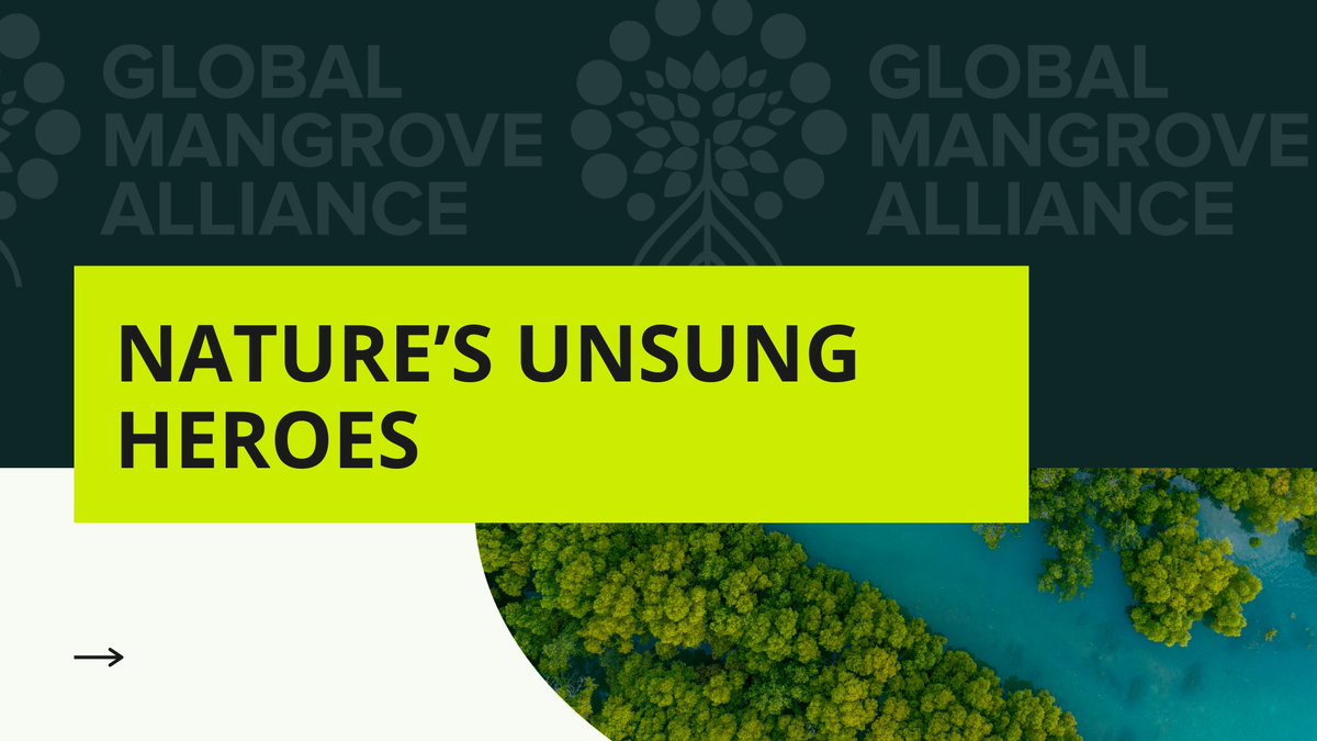 Global Mangrove Alliance tweet media