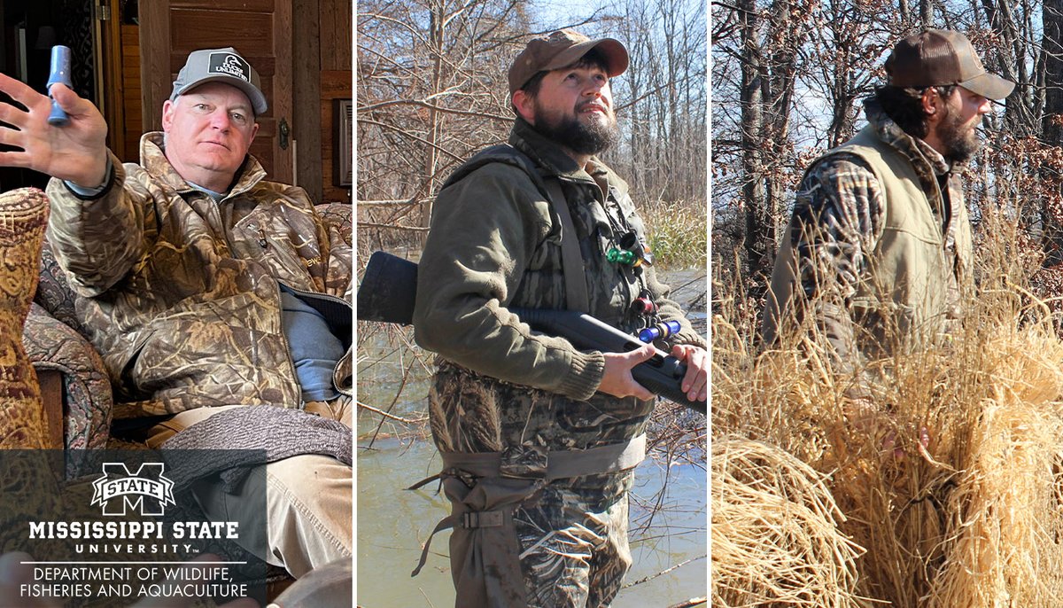 MSU Wildlife, Fisheries, and Aquaculture (@msuwfa) on Twitter photo #MSUWFA professors Dr. Brian Davis, Dr. Mark McConnell, <a href="/JamesCallicutt/">James Callicutt</a>, with Ryan DePietro #DeltaWaterfowl, & Houston Havens <a href="/MDWFPonline/">MDWFP</a>
guided 8 <a href="/MSUWFA/">MSU Wildlife, Fisheries, and Aquaculture</a> students in the 2025 <a href="/DeltaWaterfowl/">Delta Waterfowl</a> Univ. Hunt, offering a 1st #duckhunting experience & lessons in #conservation! #MSUCFR #MSUWFA professors Dr. Brian Davis, Dr. Mark McConnell, <a href="/JamesCallicutt/">James Callicutt</a>, with Ryan DePietro #DeltaWaterfowl, & Houston Havens <a href="/MDWFPonline/">MDWFP</a>
guided 8 <a href="/MSUWFA/">MSU Wildlife, Fisheries, and Aquaculture</a> students in the 2025 <a href="/DeltaWaterfowl/">Delta Waterfowl</a> Univ. Hunt, offering a 1st #duckhunting experience & lessons in #conservation! #MSUCFR