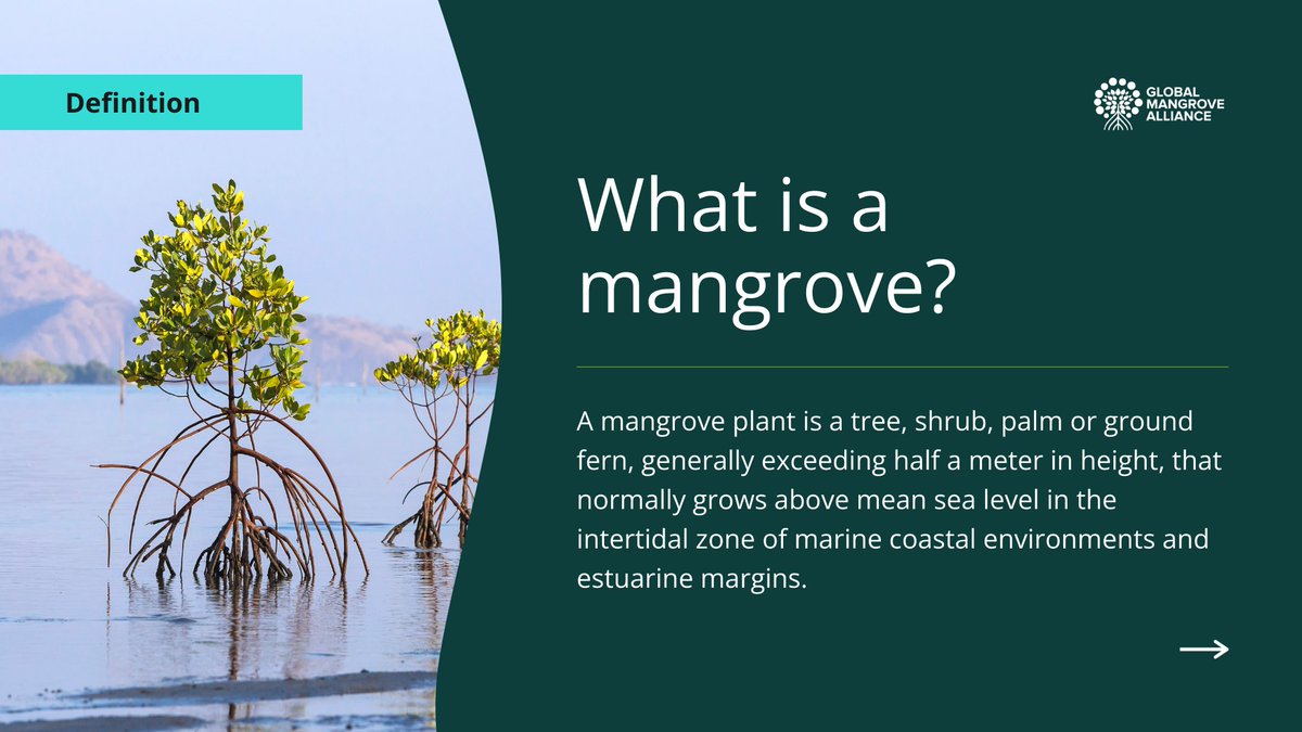 Global Mangrove Alliance tweet media