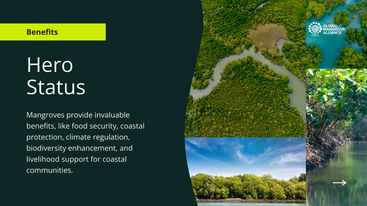 Global Mangrove Alliance tweet media