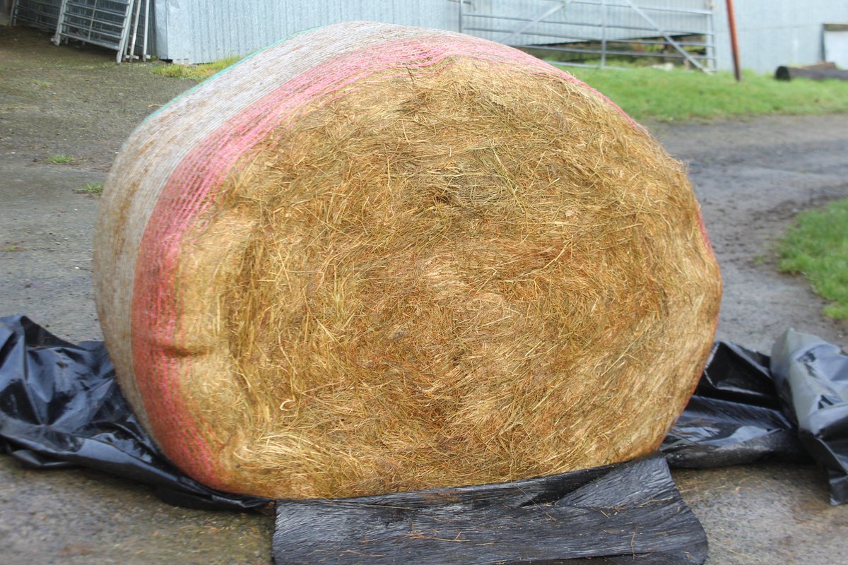 Emyr Lyn tweet media