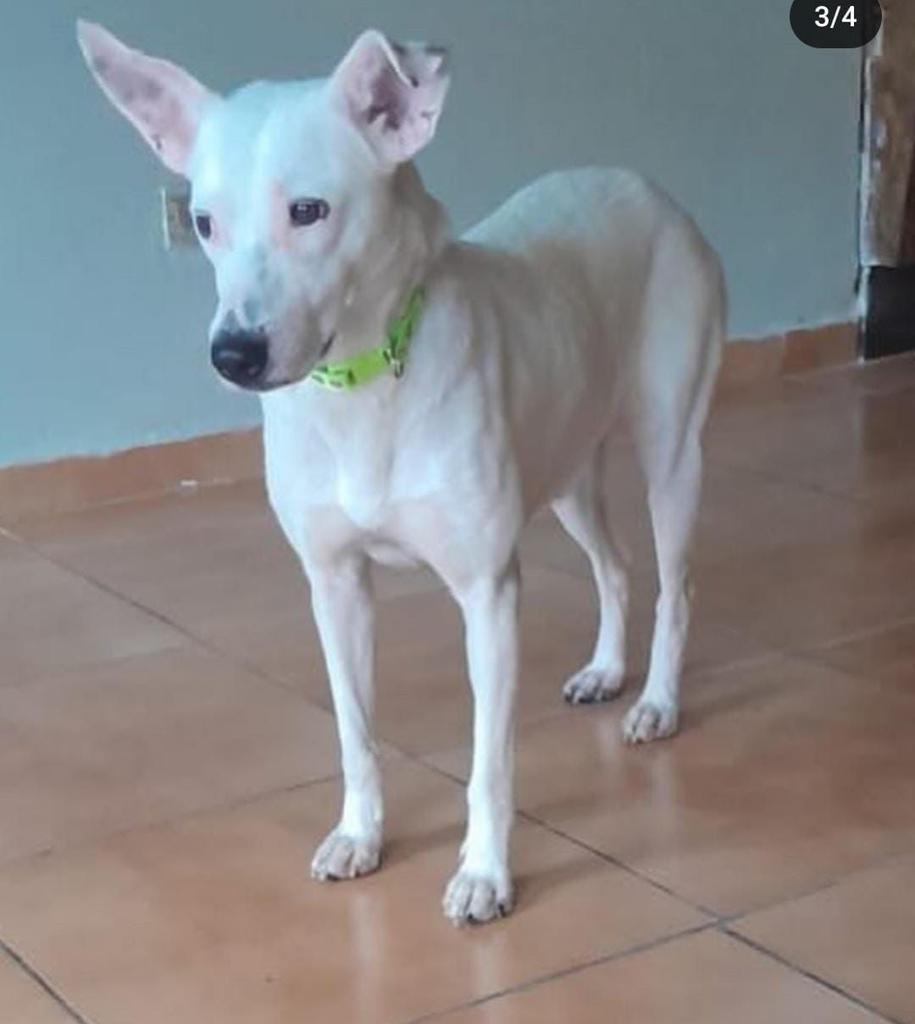 Atención Terrazas del Ávila, Caracas. Ella es Blanquita, tiene 6 días de esterilizada y se escapó del hogar temporal. tiene una faja estampada, para proteger su herida, si la ven por favor avisar al 0412-8156963. Es necesario cumplir su post operatorio