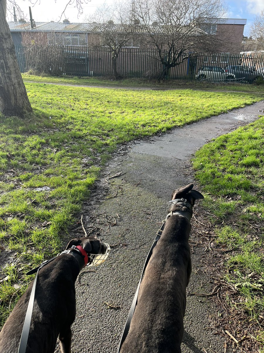 had an afternoon walk after the awful rain with sally (left) and
 oscar (right)
