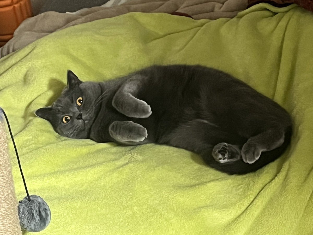 寝かたかわいい