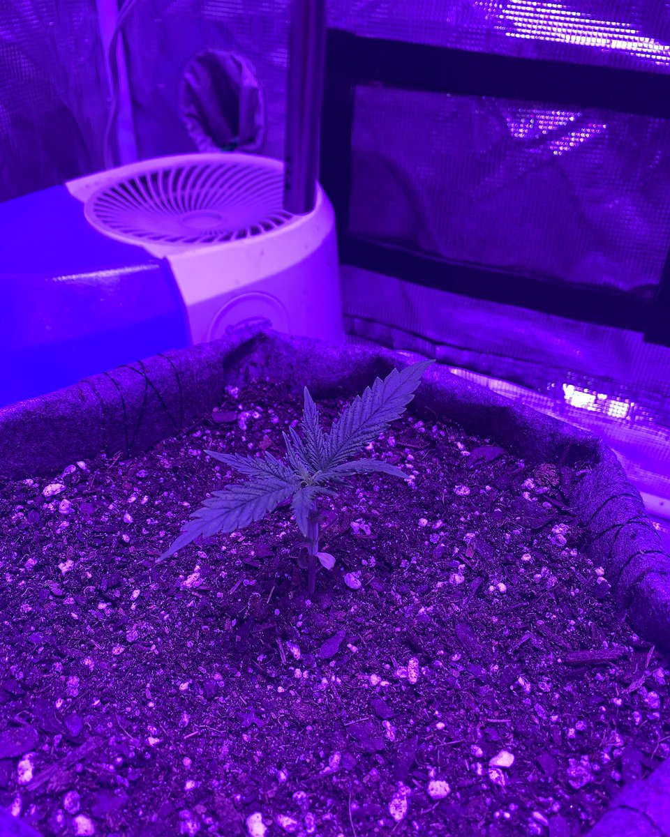 GrowsOhio's tweet photo. The blue dream is finally recovered and has thrown another top node! Let’s Grow Baby!
.
#marshydro #buildasoil #organic #photoperiod #loyaltothesoil #cannafam https://t.co/PhG3pC2Kts