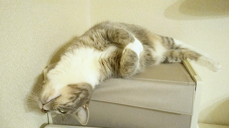 chihari_'s tweet photo. 暖冬ですなあ。
何年か前までは
家の中でも息が白い！なんて日も
1月2月はまあまああったのになあ。
四季では冬が一番好きなので
私からこれ以上冬を奪わないでほしいと切に願う。

#ねこのいる幸せ #猫 #猫好き 
#猫の居る暮らし #猫がいる生活 https://t.co/r31LsZtmFI