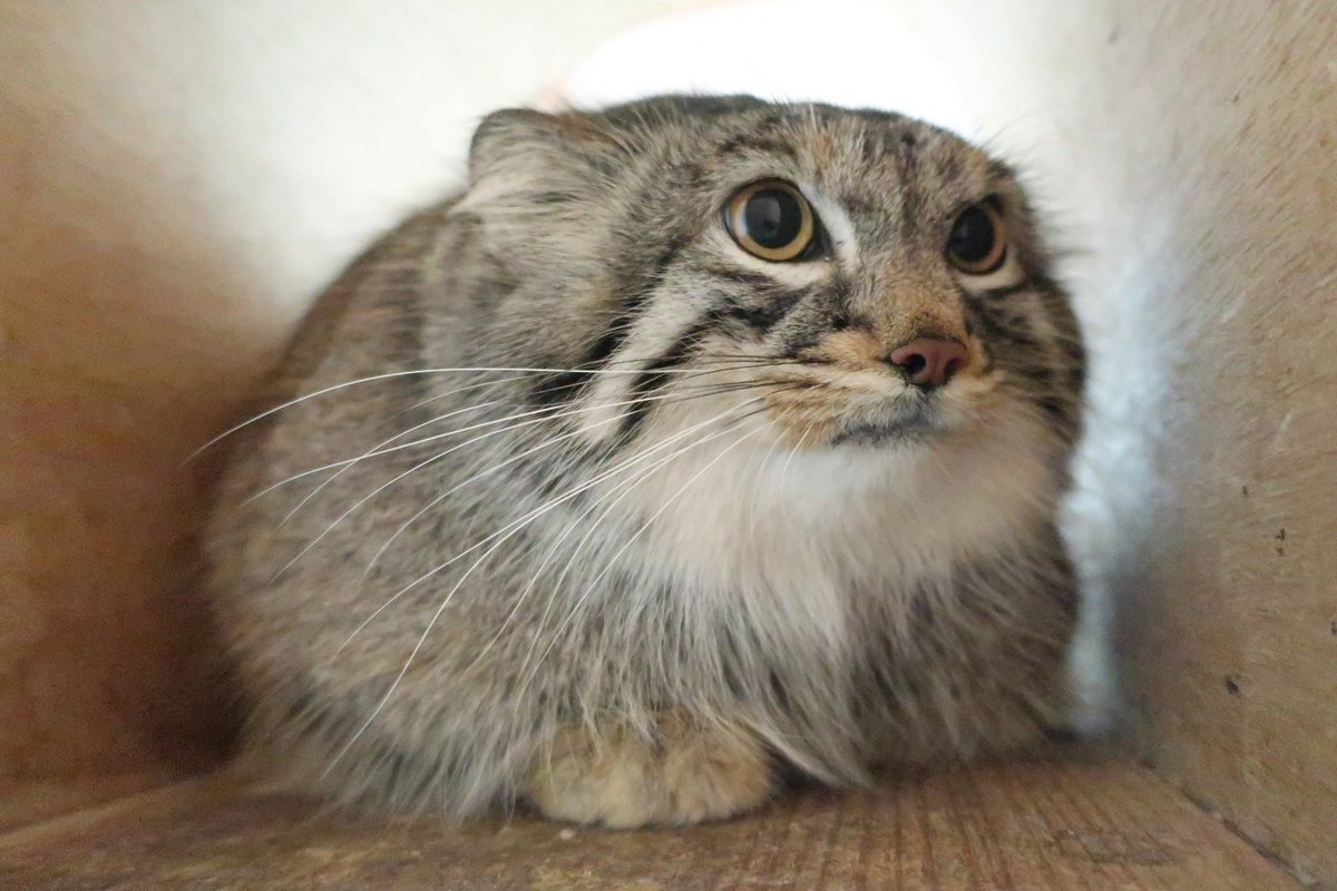 Daily Manul (@dailymanul) on Twitter photo 