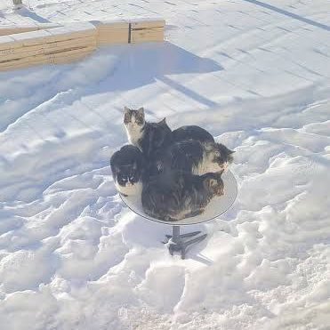 😻Starlink’in “Kar eritme” özelliğini kullanan Japon kullanıcı, cihazdan uyarı aldıktan sonra karşılaştığı manzarayı sosyal medya hesabından paylaştı.