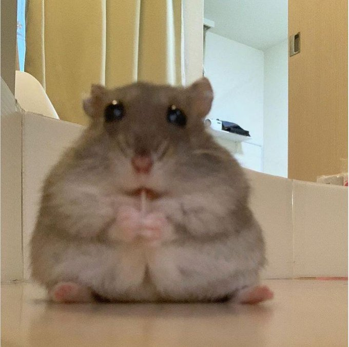 MiniMiss_TTV's tweet photo. Me catching up on all the socials. https://t.co/0Kd1k0etrs
