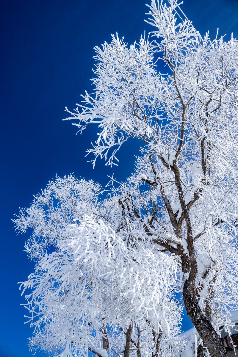 冬の長野に行く理由