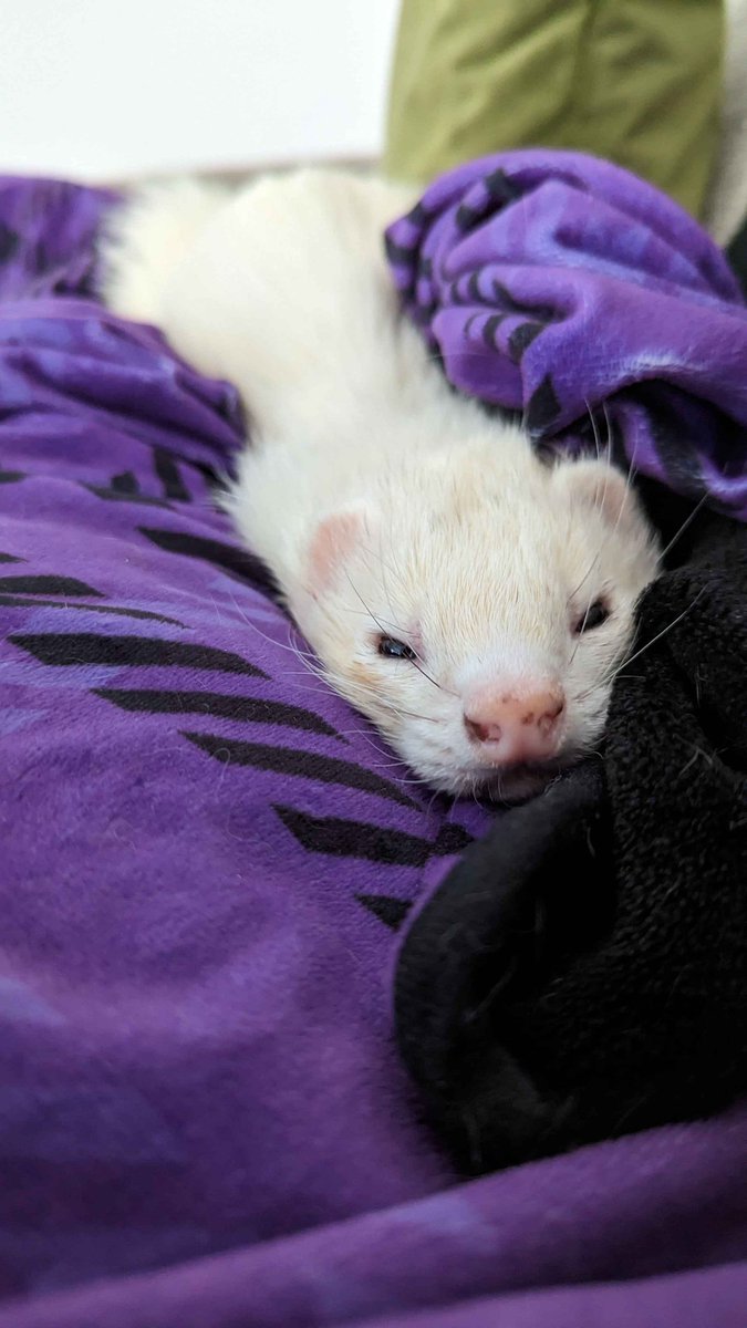 FerretPerHour's tweet photo. https://t.co/zXEmdLVZ1d