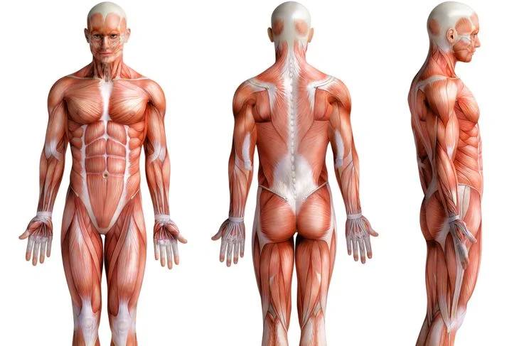theshoeplace's tweet photo. Those who #workout on a regular basis will find that #zinc is their #bestfriend because it helps to promote #muscle growth and repair. Zinc has a major role in #cellgrowth and division, therefore, when it comes to repairing muscle tissue zinc is very important. The #essentialelement also plays a large role in releasing #testosterone, IGF-1, and growth #hormone; all of which are vital in #buildingmuscle mass and promoting a healthy #metabolism. The effects of zinc on the body are even more evident following HIIT workouts and #weighttraining.
https://t.co/Wg62i6uKmC