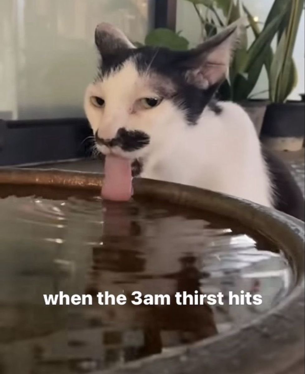 CATBRAINCELL's tweet photo. https://t.co/iKvdASF42g
