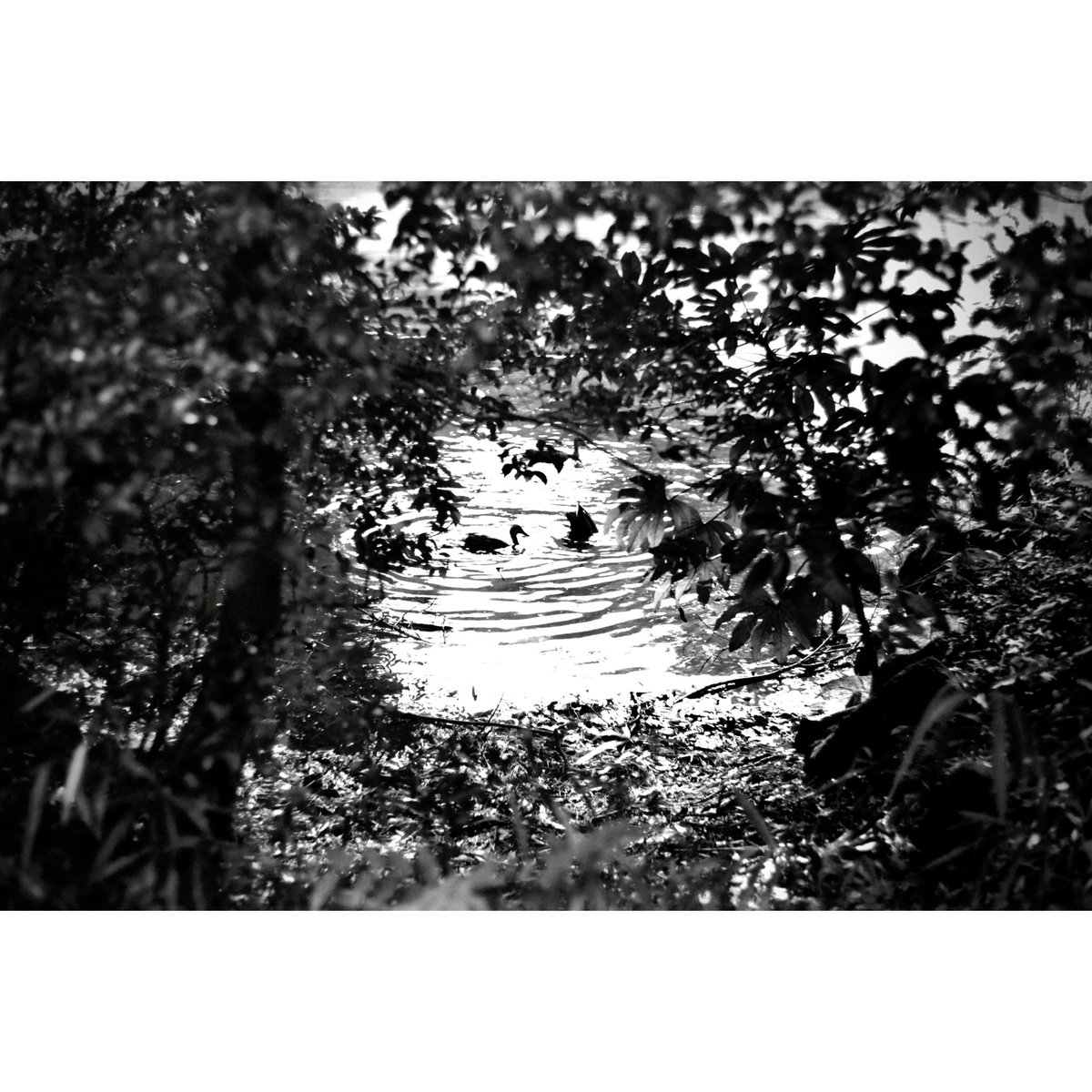 lenfant_'s tweet photo. Have a good weekend !
#acros
#pentaxsl
#filmphotography https://t.co/CPgvXPoA10