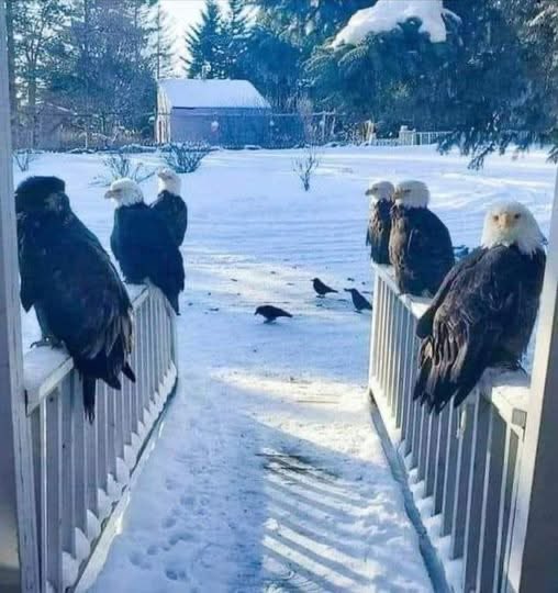 Butch_britton1's tweet photo. Imagine opening your front door to this https://t.co/UwCNHmLJAx