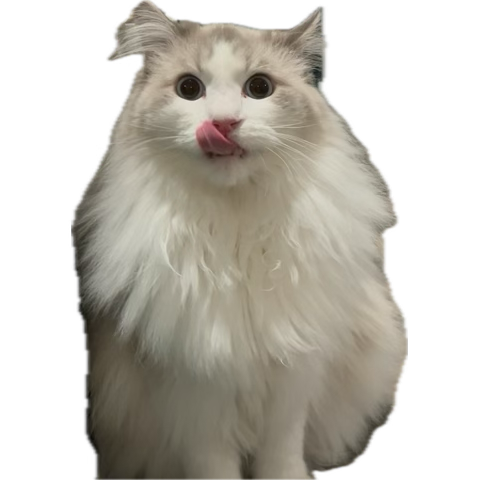 mangococonutcat's tweet photo. Does anyone’s cat randomly bite their hair? Like why? Btw this is the culprit. #cats #catbite #catfur #catsbitehair #catparents #catpawrent https://t.co/4DN65SXGoo