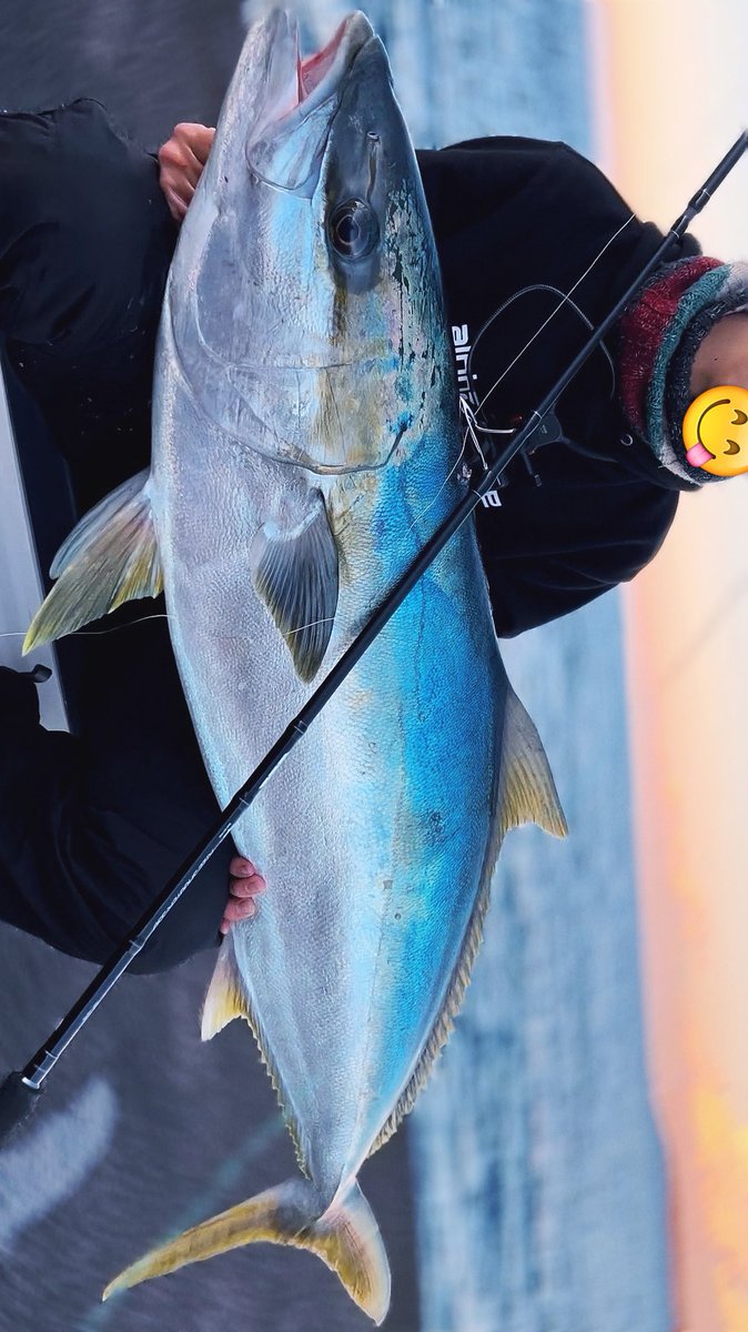hima_Angler's tweet image. やばいの獲ったぞ！！！！！！

【平政】

20kg  137cm

新年1発目、
ショアからジグで優勝した🏆

嬉しすぎる！！
絶対忘れられない思い出になった🐟🐟

ロッド
・RIZE SHOOTER SSD S910H
リール
・STEALZ 6000

#ヒラマサ #kingfish #tailwalk
#PR