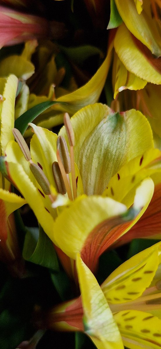 Alstroemeria amarilla. 
Yellow Alstroemeria.