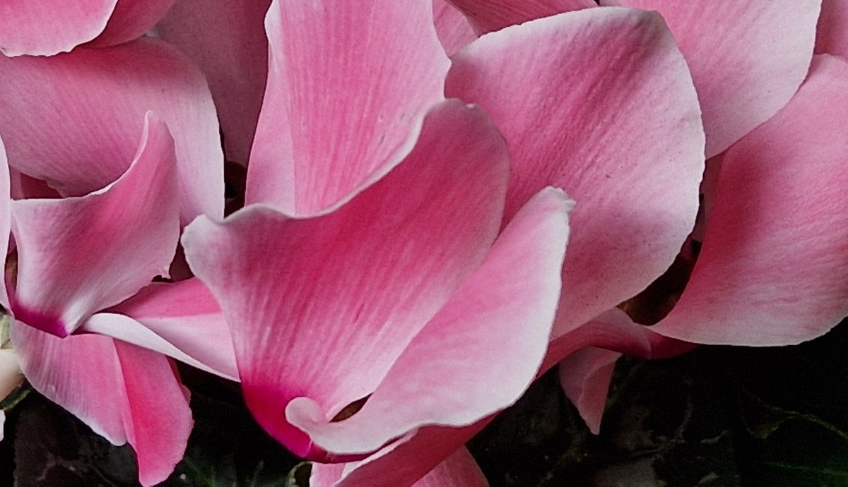 Ciclámenes rosas. 
Pink Cyclamens.