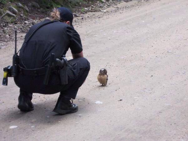Gekikawa_Dbts's tweet photo. フクロウの赤ちゃんが
警察に事情聴取されてる https://t.co/E7Fjz4sNXb