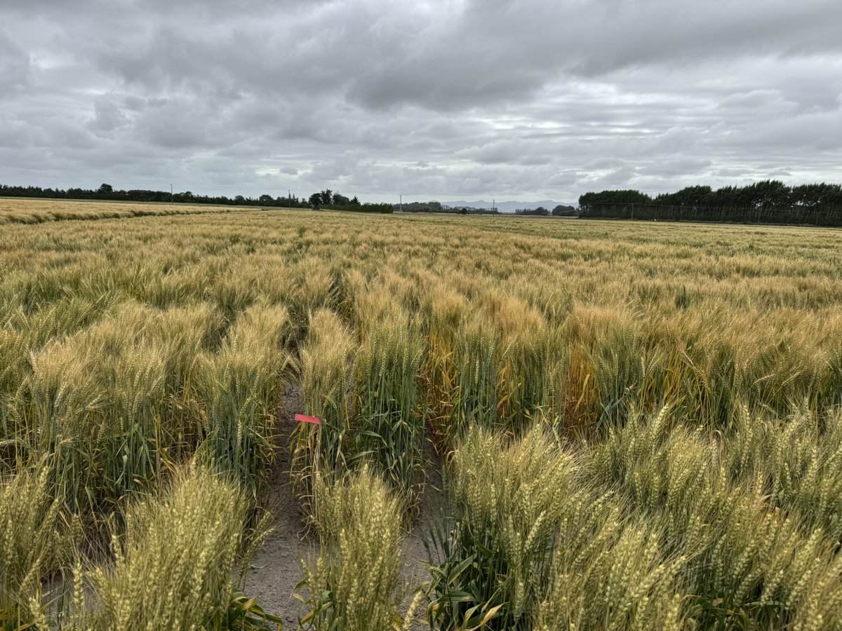 Gurcharn Singh Brar ਗੁਰਚਰਨ ਸਿੰਘ ਬਰਾੜ (@gurcharn_brar) on Twitter photo Admiring my beautiful wheat right now. Let the selections begin! #WheatBreeding
<a href="/CBL_UA/">UAlberta Cereal Breeding Lab (CBL)</a> <a href="/UAlberta/">University of Alberta</a> <a href="/wheat_research/">Canadian Wheat Research Coalition</a> <a href="/AlbertaGrains/">Alberta Grains</a> <a href="/SaskWheat/">Sask Wheat</a> <a href="/mb_cropalliance/">Manitoba Crop Alliance</a> Admiring my beautiful wheat right now. Let the selections begin! #WheatBreeding
<a href="/CBL_UA/">UAlberta Cereal Breeding Lab (CBL)</a> <a href="/UAlberta/">University of Alberta</a> <a href="/wheat_research/">Canadian Wheat Research Coalition</a> <a href="/AlbertaGrains/">Alberta Grains</a> <a href="/SaskWheat/">Sask Wheat</a> <a href="/mb_cropalliance/">Manitoba Crop Alliance</a>
