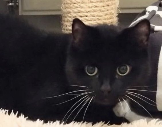 Friendly &amp; affectionate Tinsel’s looking for a quiet home with no other pets. Look at her lovely, white whiskers against her velvet, black fur! Not used to going out much, she’d probably enjoy a garden. For + info tinyurl.com/2xv6wrd9
#AdoptDontShop #CatsOfTwitter #CatsOfX
