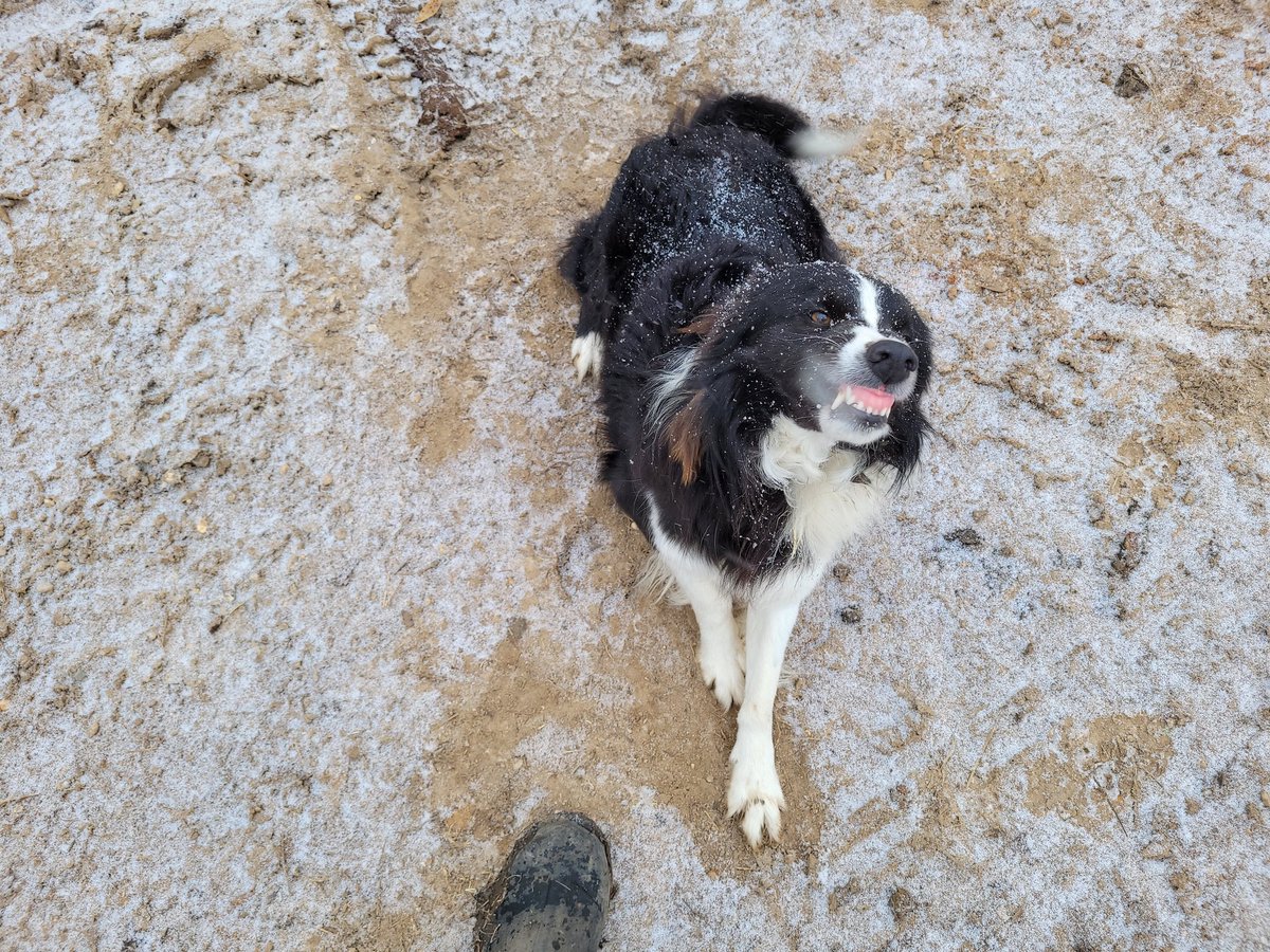 jjmenefee's tweet photo. Amigo likes to smile for his photos. https://t.co/IeO0vLMcv5