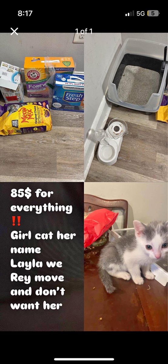 It’s been a long cold week, but we have a story to warm your heart.

When amazing rescue <a href="/crits4cats/">Crits For Cats lnc. Cat Rescue</a> saw that someone in Baltimore was selling an achingly small kitten on Facebook (potentially disastrous and thankfully banned by FB policy) they knew they had to do something… 1/5