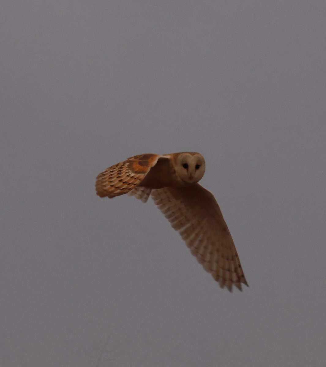 Barn owl ,Tytus alba, hunting for prey up ont'moors in fading light this afternoon <a href="/nybirdnews/">NorthYorksBirdNews</a> small numbers of Lapwing also seen , the usual groups either moved of the high grounder swallowed by the encroaching mist!