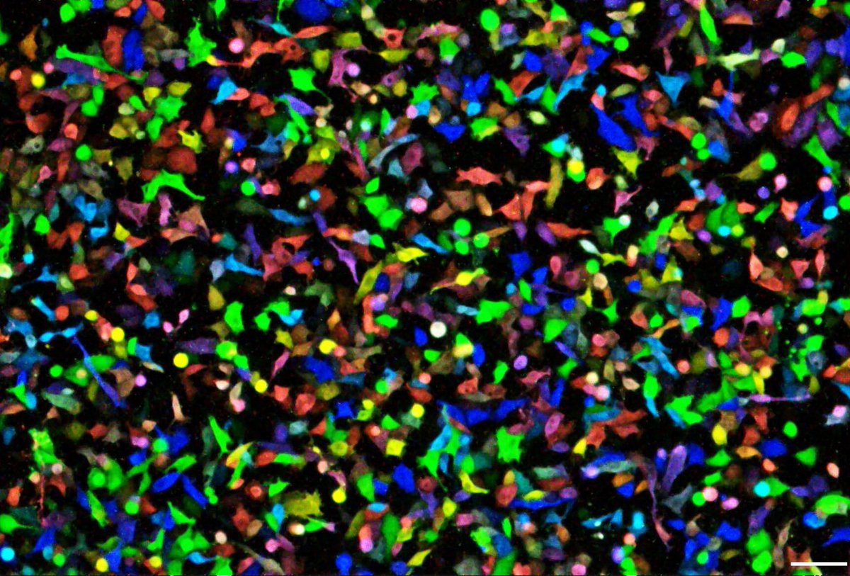 This cellular confetti glows in the dark thanks to an array of new bioluminescent proteins. That story and more of the best from <a href="/ScienceMagazine/">Science Magazine</a> and science in this edition of #ScienceAdviser: science.org/content/articl…